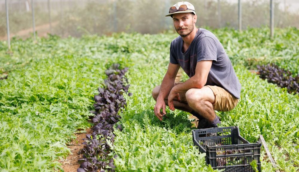 La Milpa Andrew Vejer 08