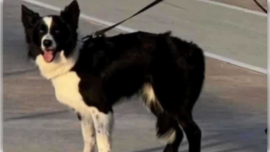 Roma, la perra que se ha perdido esta tarde en la calle Arcos de Jerez. Roma, la perra que se ha perdido esta tarde en la calle Arcos de Jerez.