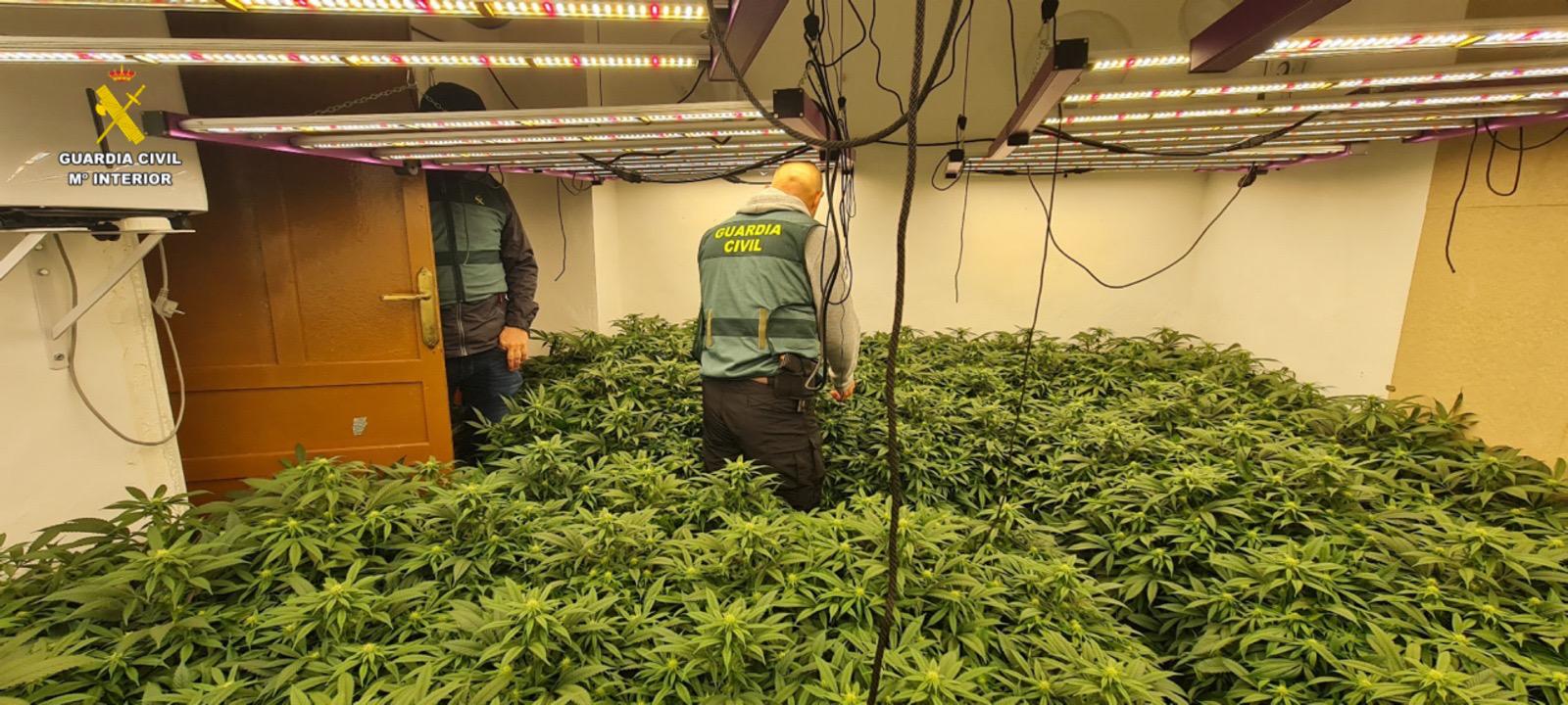 La plantación de marihuana hallada por la Guardia Civil