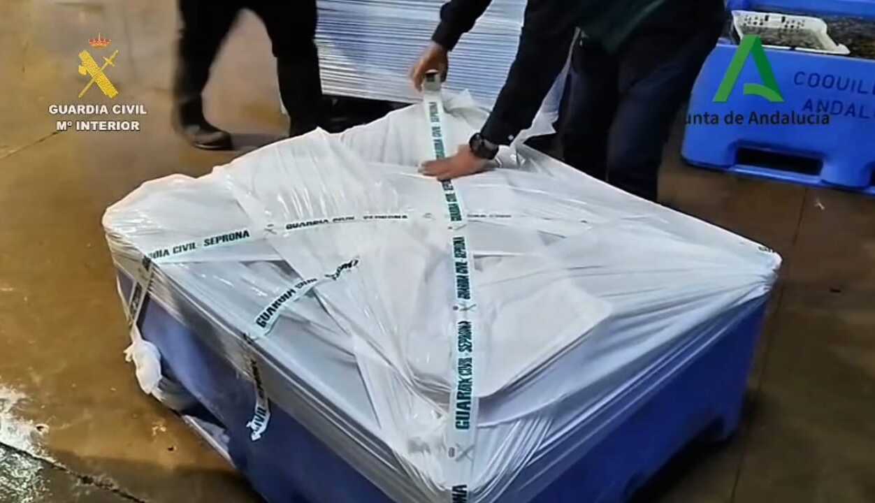 Almejas requisadas que podrían ir a la Feria de Sevilla.