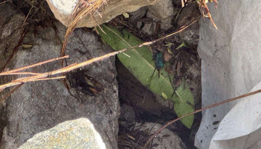 Socavon adoquines Porvera (1)