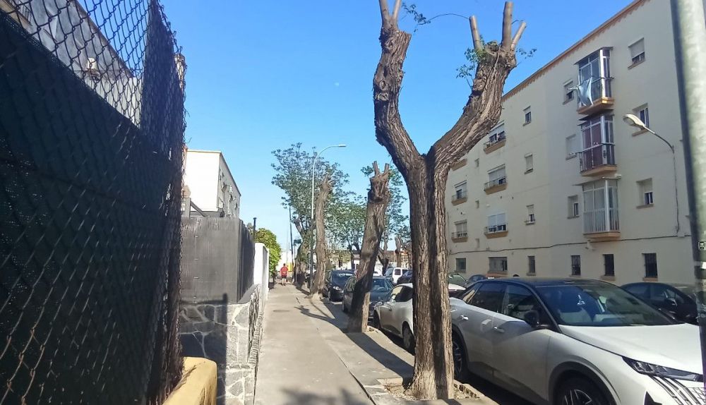 Estado del arbolado de algunas calles de Jerez.