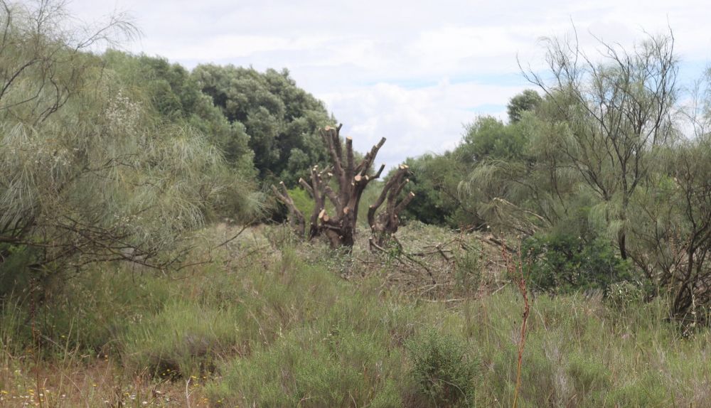 Descopado de árboles en Rancho Linares.  JUAN CARLOS NEVA