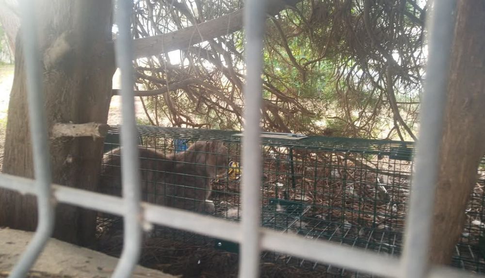 Gata atrapada en la jaula trampa.