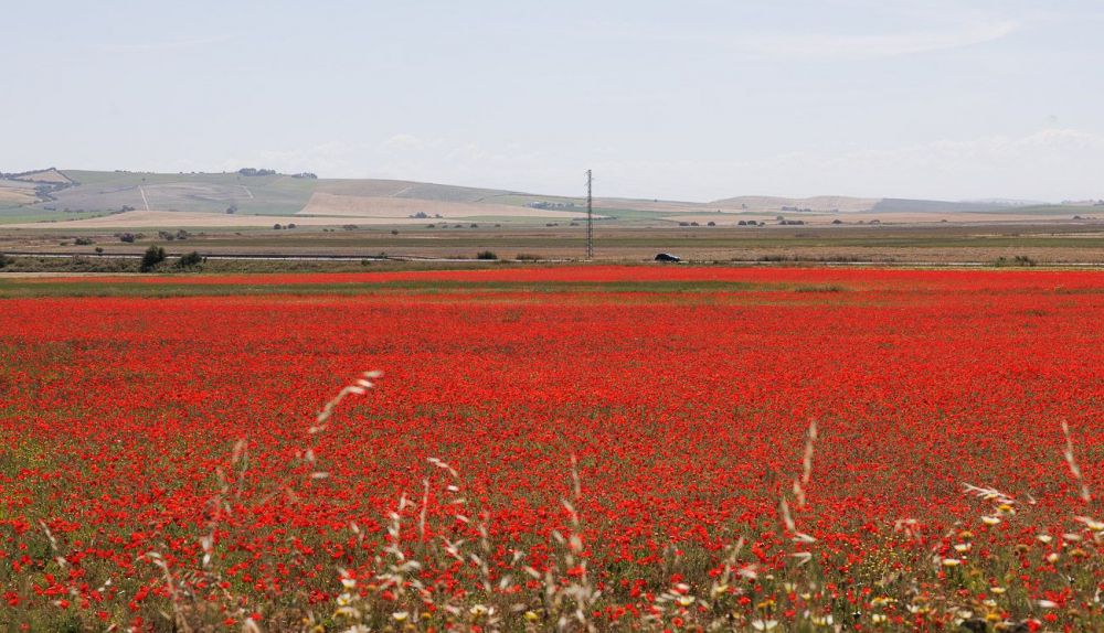 campo amapolas Mesas de Asta 03