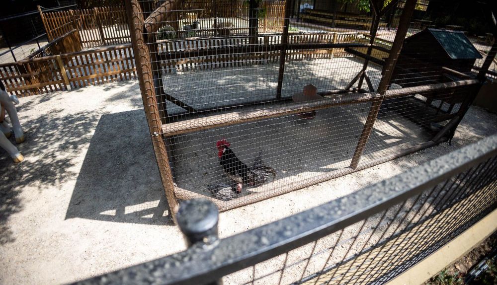 ANIMALES DE GRANJA ZOO DE JEREZ 1