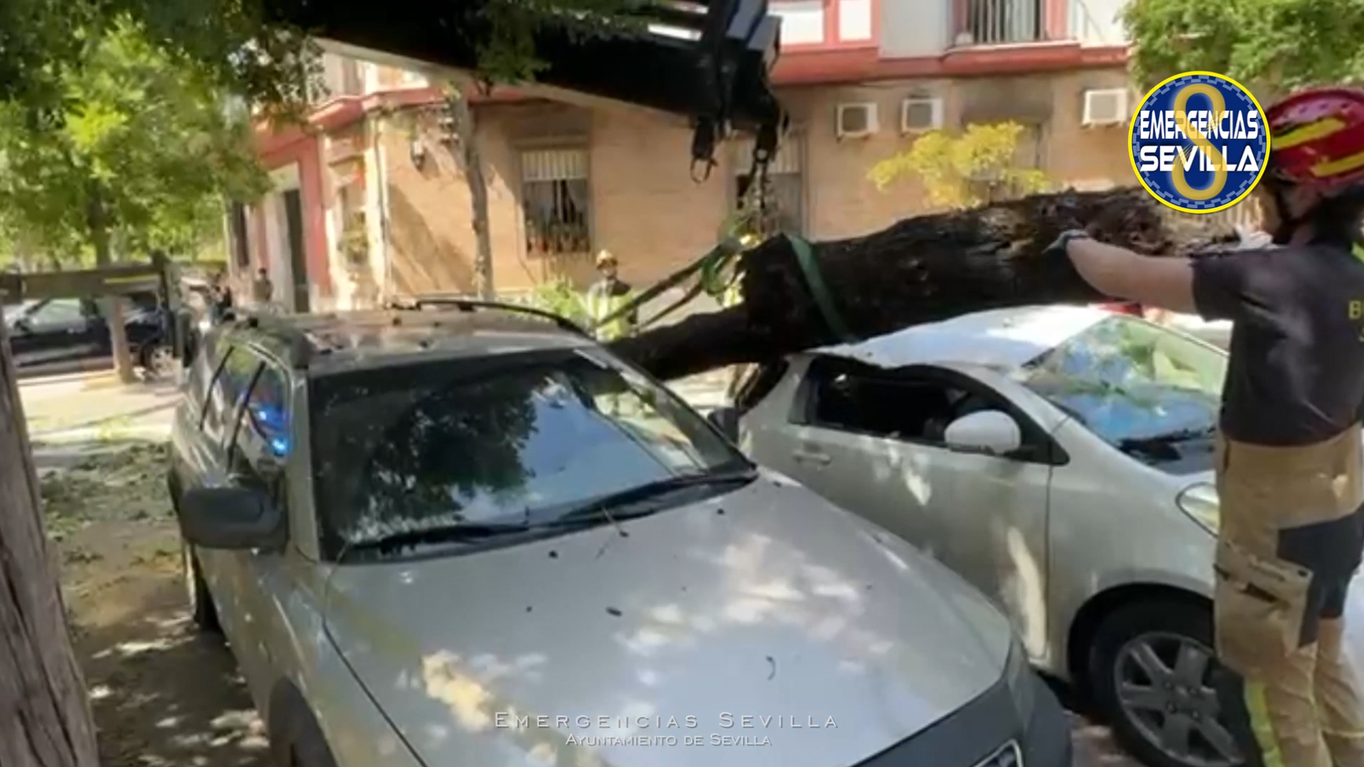 Árbol caído en Sevilla.