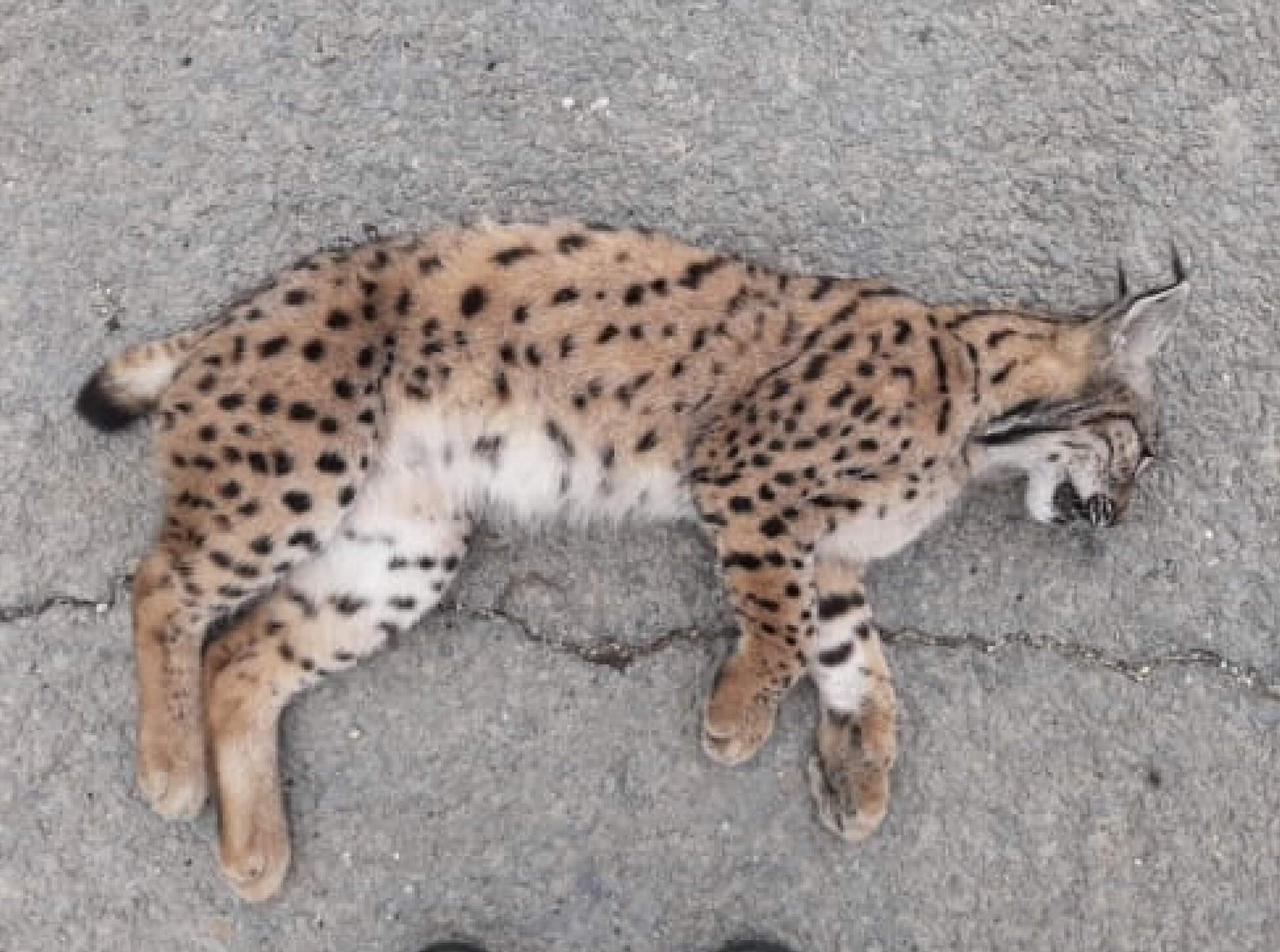 Un lince ibérico atropellado en la carretera entre Huelva y Sevilla.