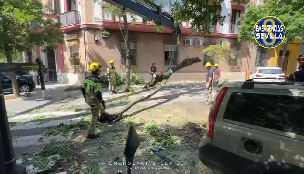 La intervención que se realizó en La Borbolla.