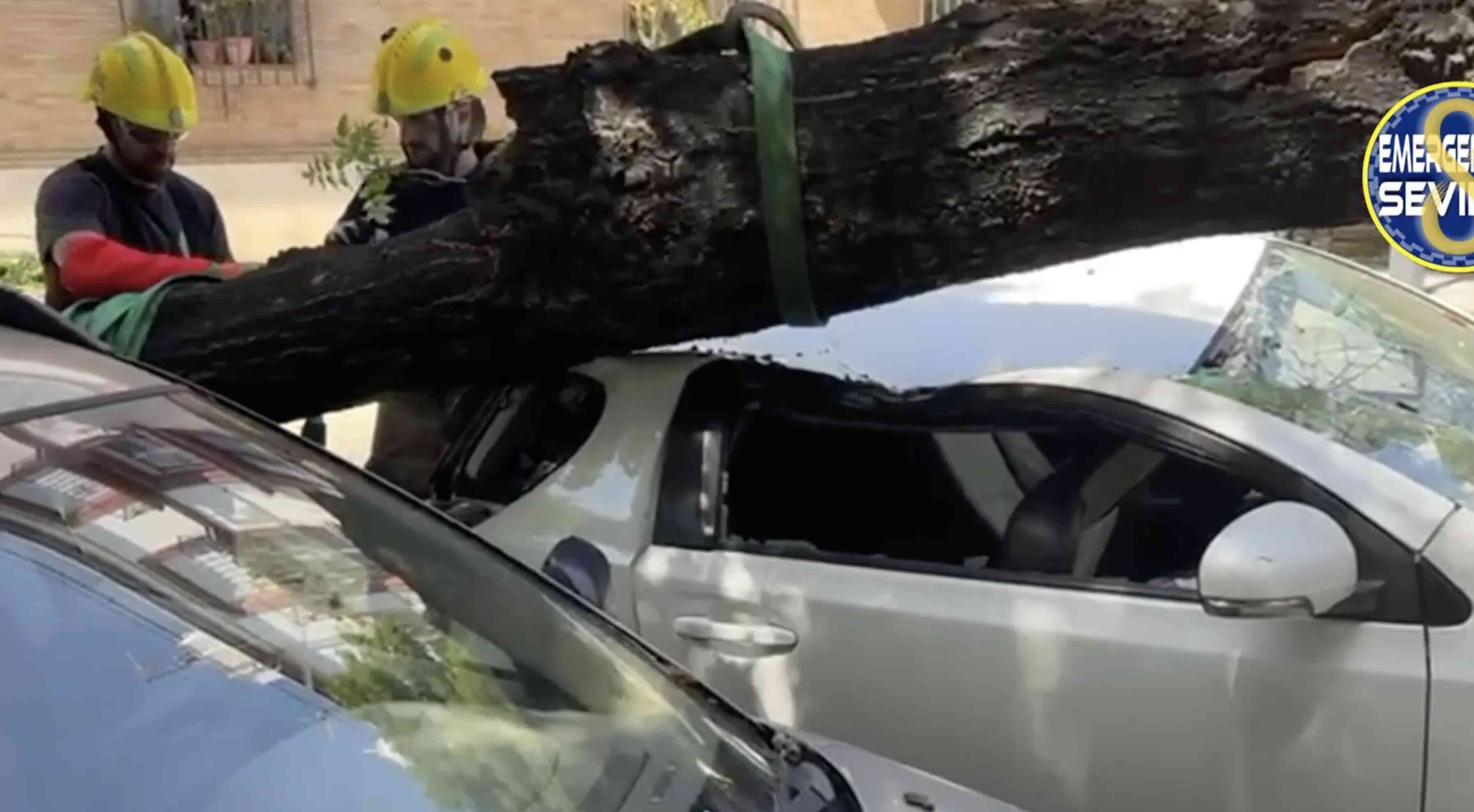 Un árbol sobre el vehículo, en la avenida de la Borbolla. Un árbol sobre el vehículo, en la avenida de la Borbolla.