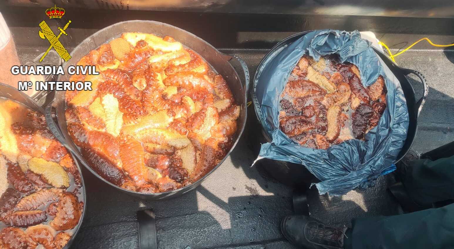 La Guardia Civil actúa contra la pesca furtiva de pepinos de mar en Chipiona. La Guardia Civil actúa contra la pesca furtiva de pepinos de mar en Chipiona.