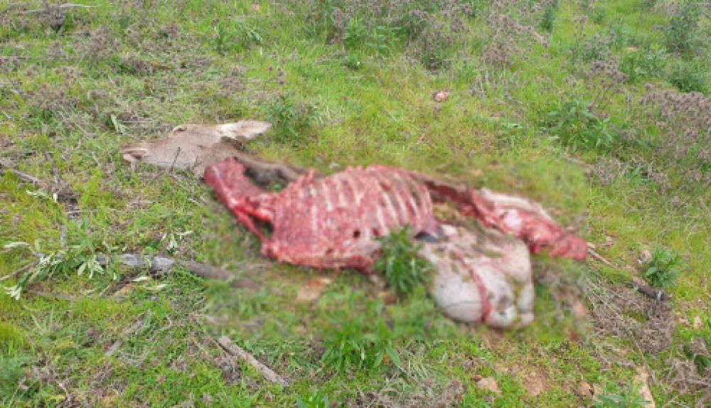 El estado en que ha quedado una de las hembras.