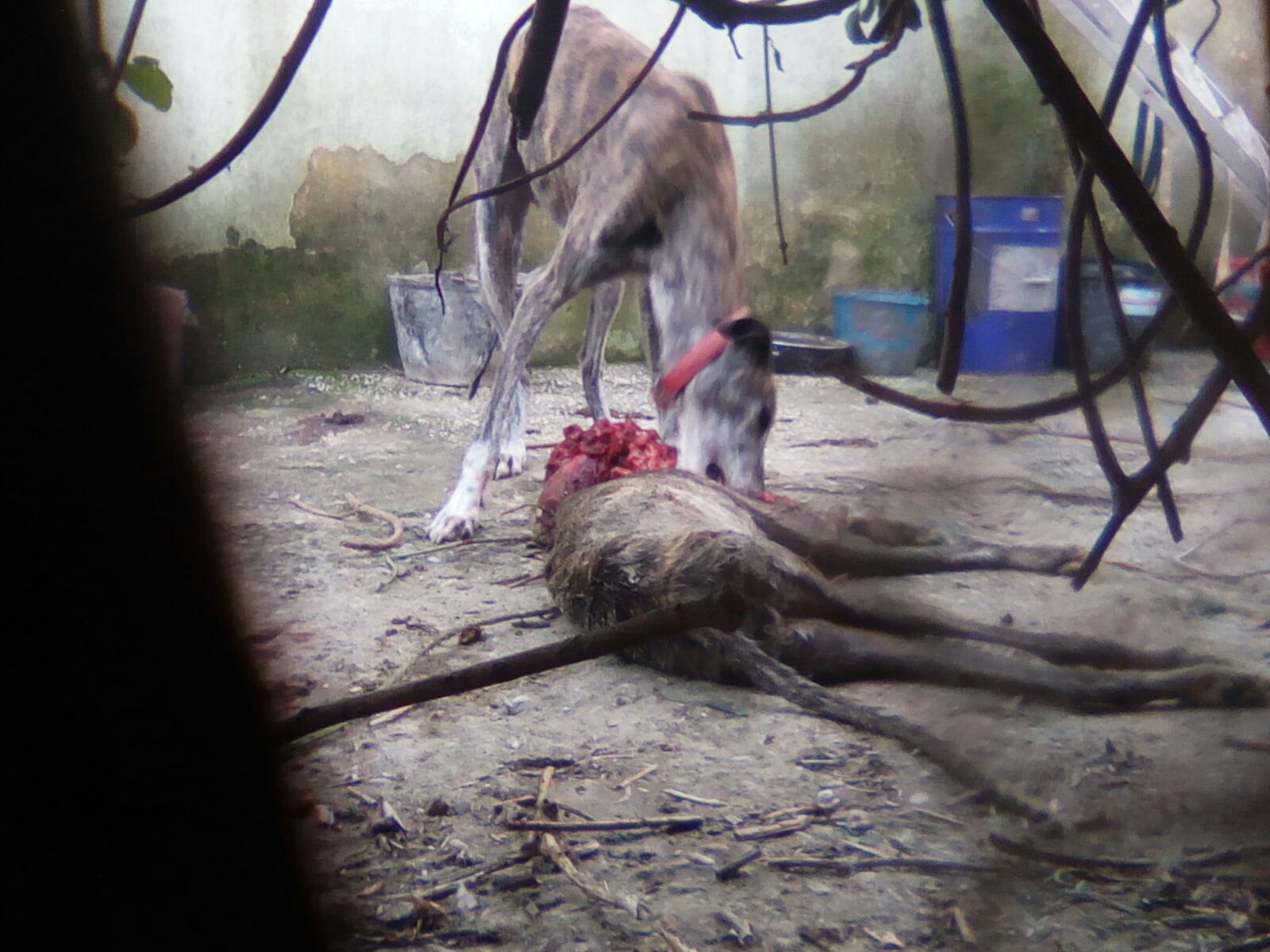 galgo_muerto_devorado_por_otro_perro_-casa_de_jaime_reyes_pinto-feb_29