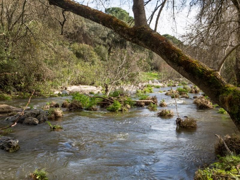 EL PEDROSO Rivera del Hueznar (1)