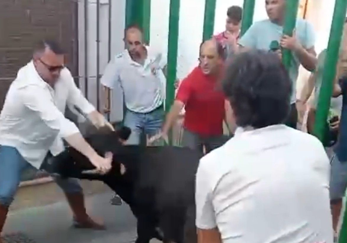 Andrés Clavijo, alcalde de Paterna, agarrando de las astas a una vaca.
