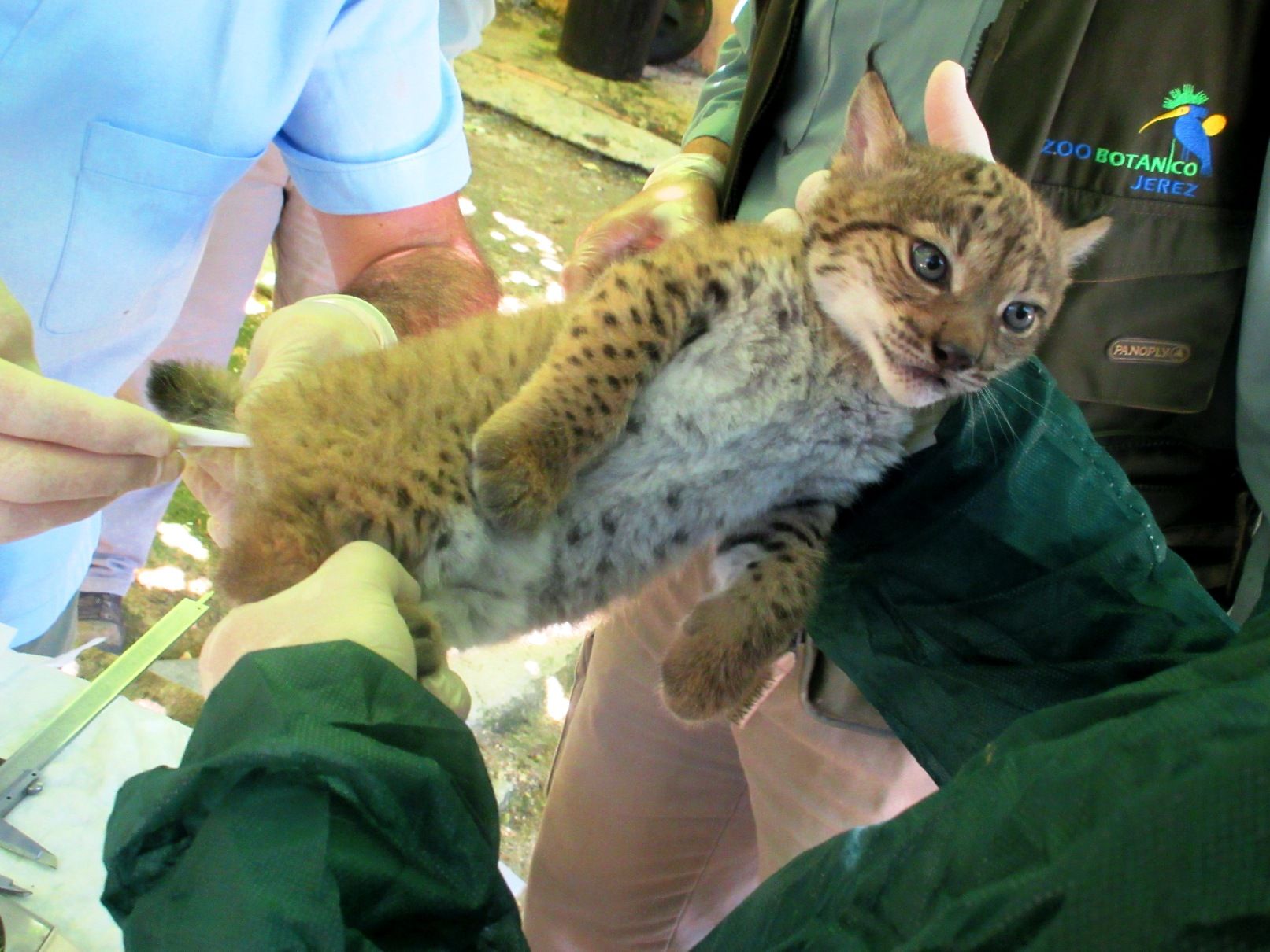 Lince ibérico en una imagen de archivo. Lince ibérico en una imagen de archivo.