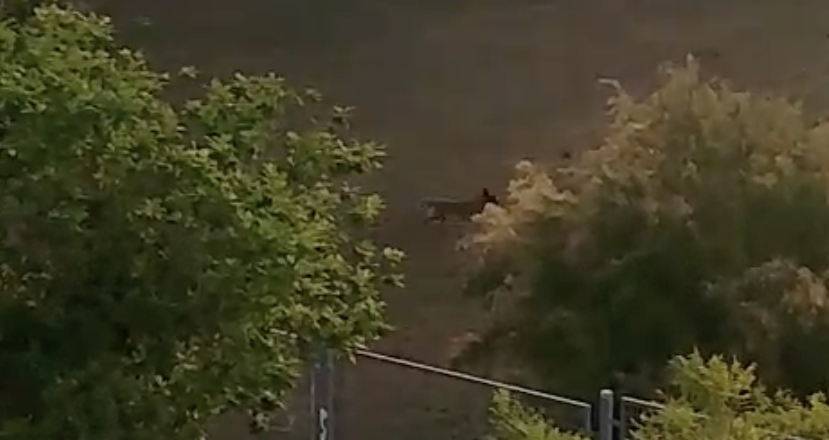 El perro que supuestamente mató a gatos en Jerez.