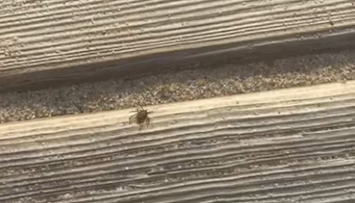 Foto compartida en redes sociales.