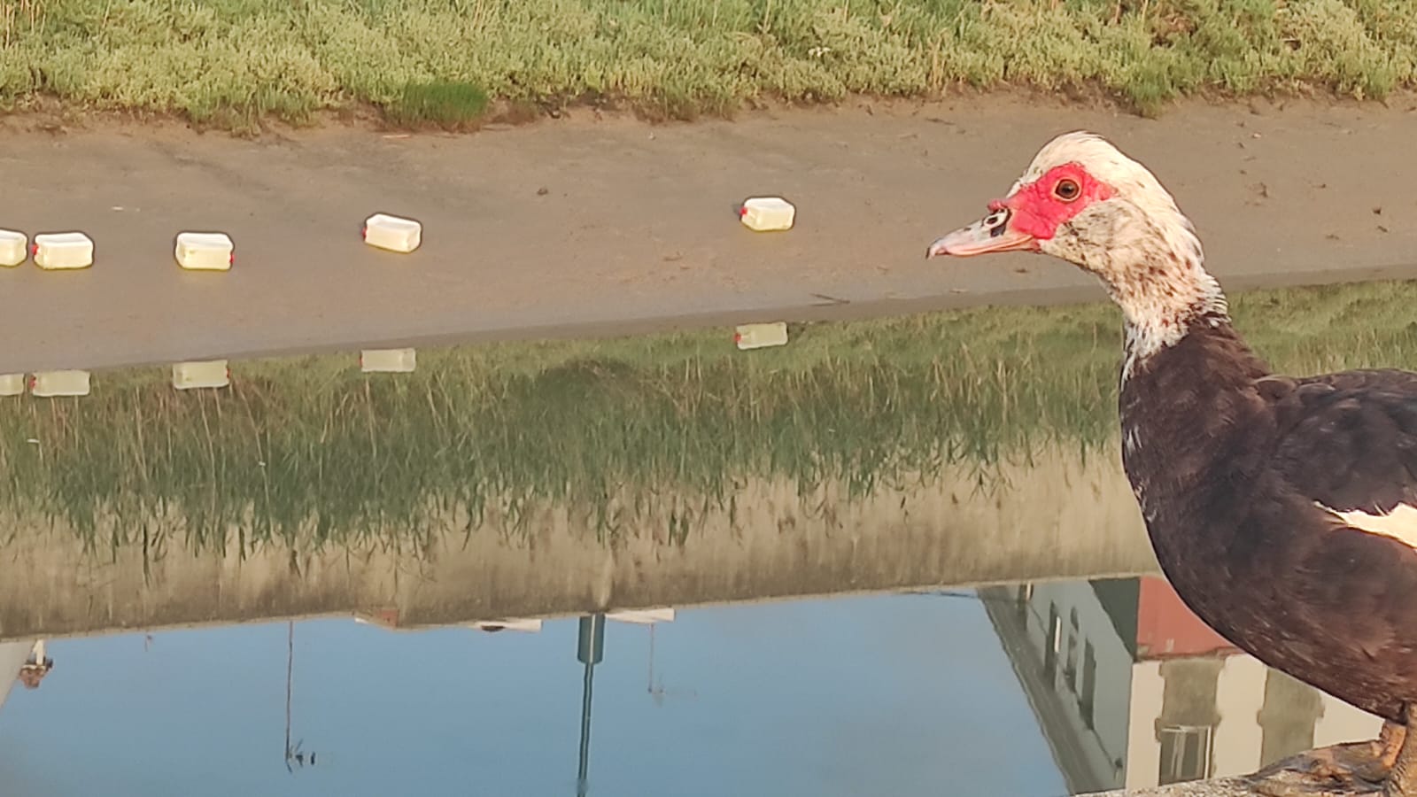 Un ave, frente a las garrafas.