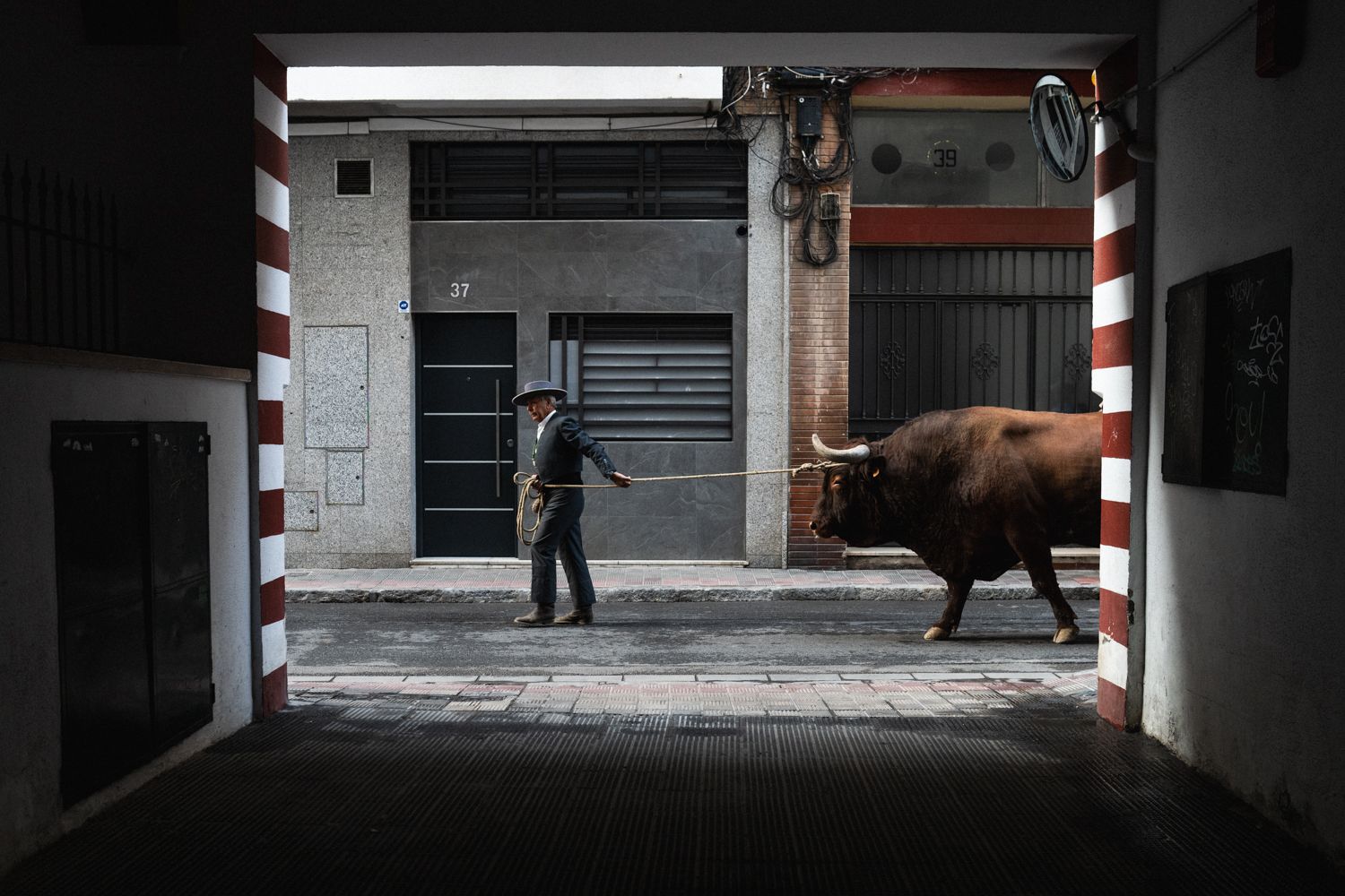 El carretero de la  Hermandad del Rocío de Triana, llevando un buey hacia la carreta del simpecado.