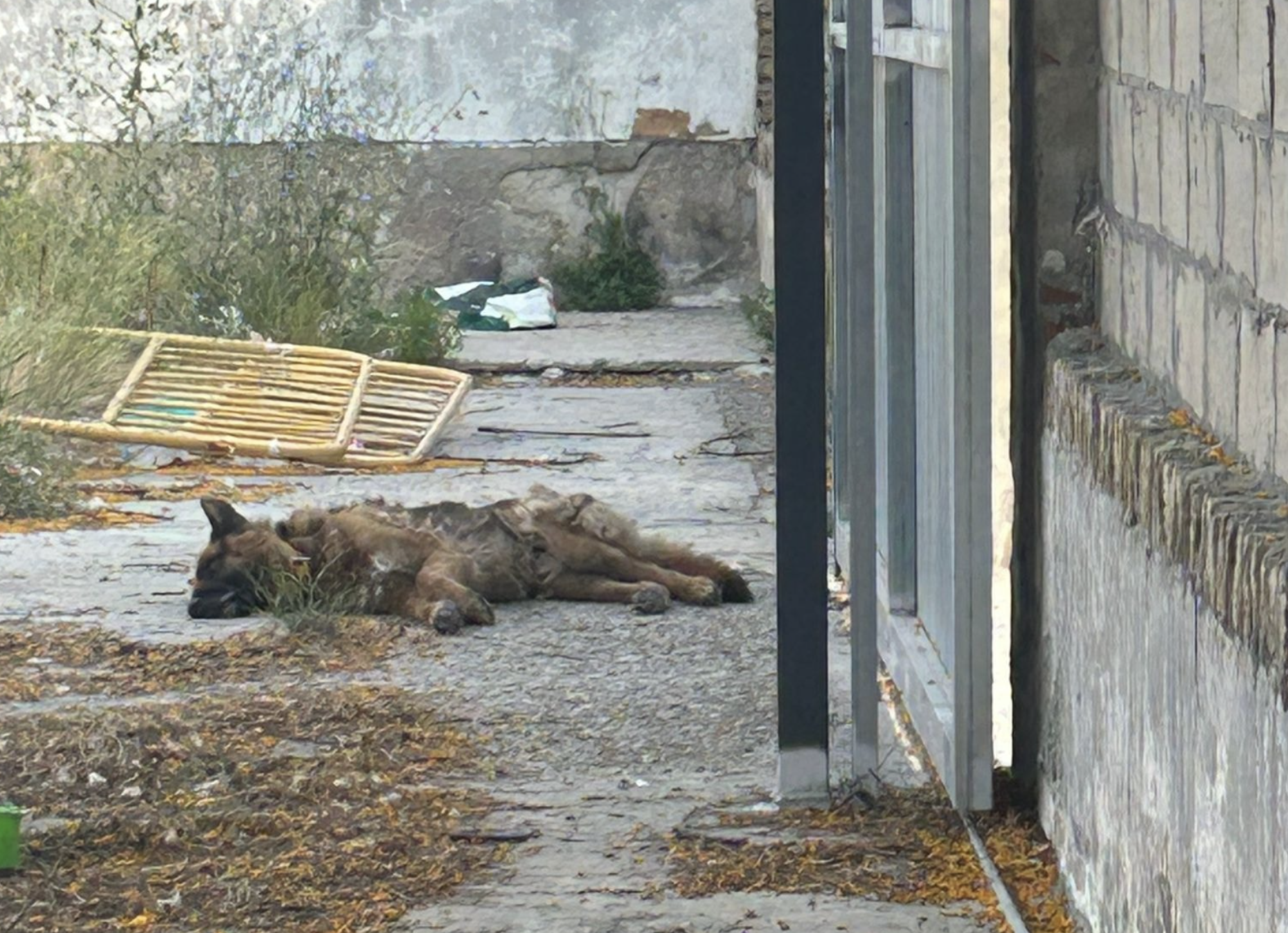 Perro abandonado en una parcela en Jerez.