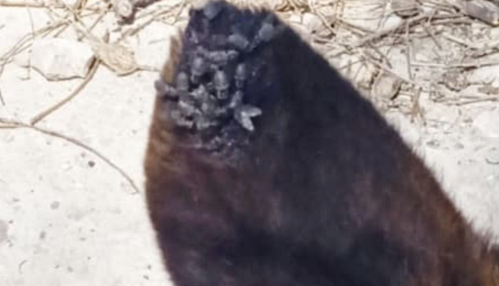 Detalle de la oreja del perro abandonado