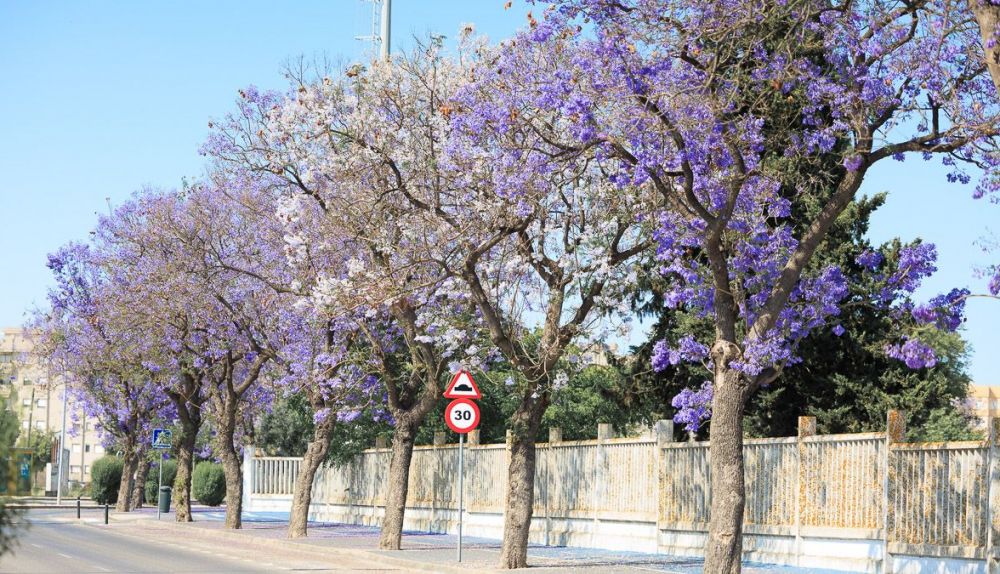 Jacaranda Blanca  1