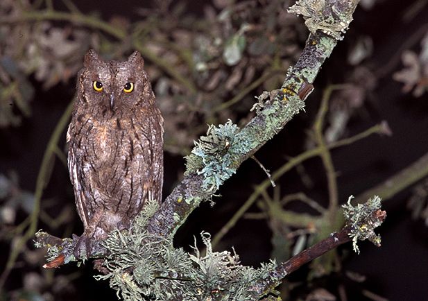 El autillo europeo, origen con su peculiar canto del misterio, en una imagen de SEO Birdlife.