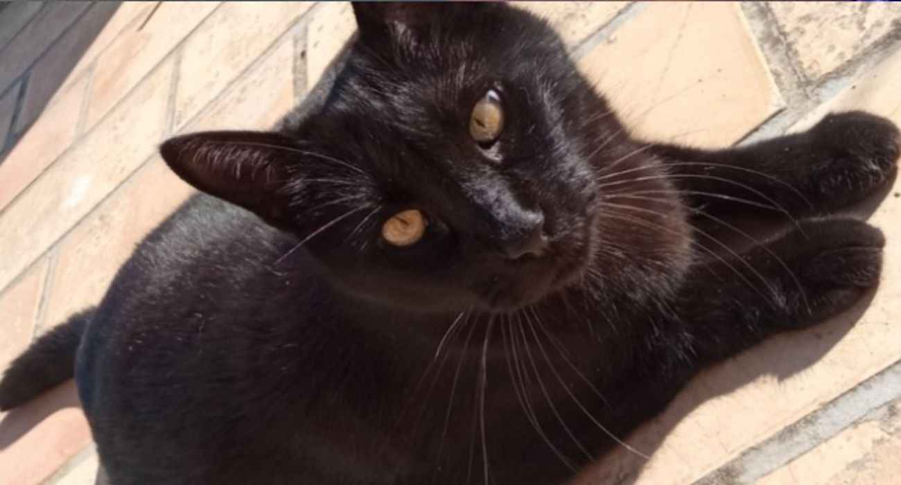 Una imagen de Bagheera, perdido en Jerez hace casi un mes.