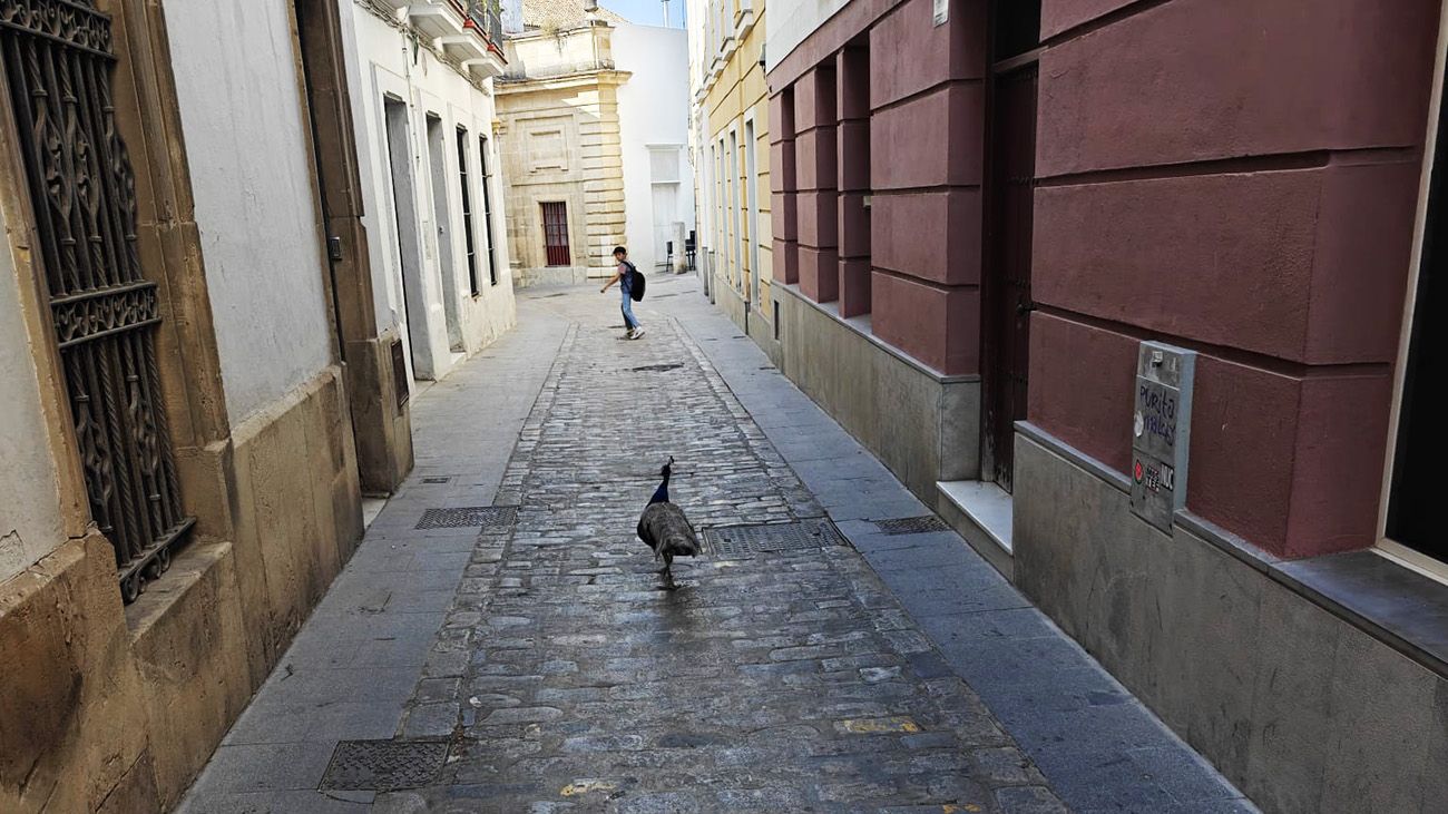 Un pavo de paseo por la calle Pozuelo, con un niño delante pendiente de lo que hace. Un pavo de paseo por la calle Pozuelo, con un niño delante pendiente de lo que hace.