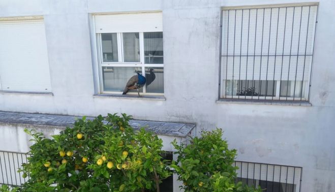 Un pavo, en el patio de un bloque de vecinos frente al Alcázar.