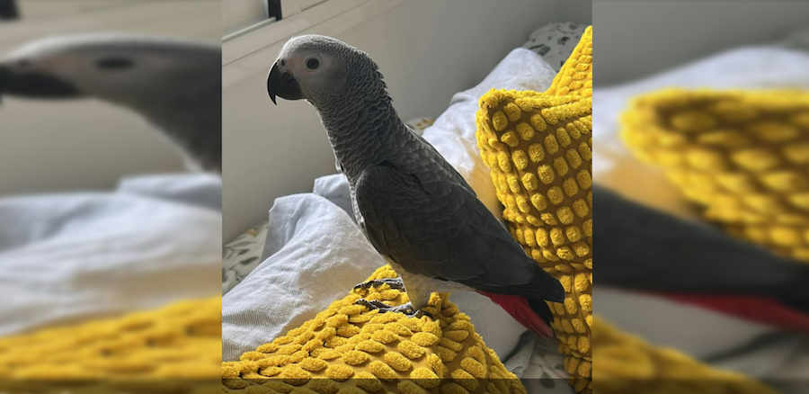 Loro de cola roja desaparecido en Jerez.