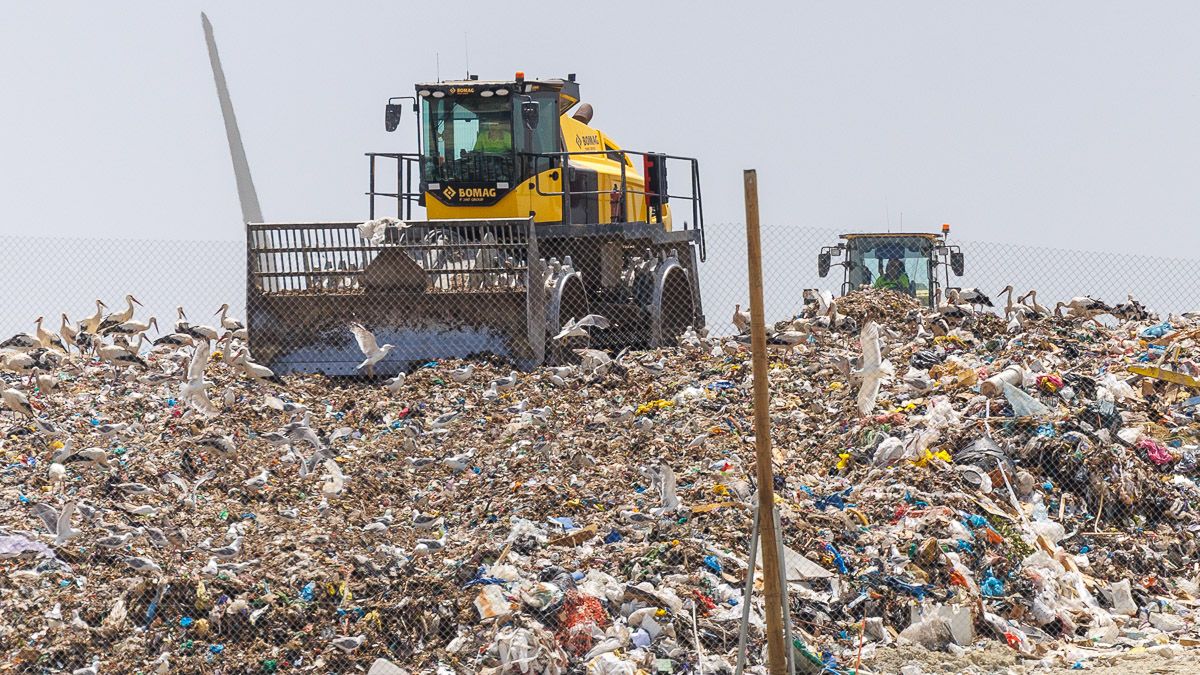 Decenas de cigüeñas, aprovechando su momento en la zona de Bolaños, en imagen de este martes. 
