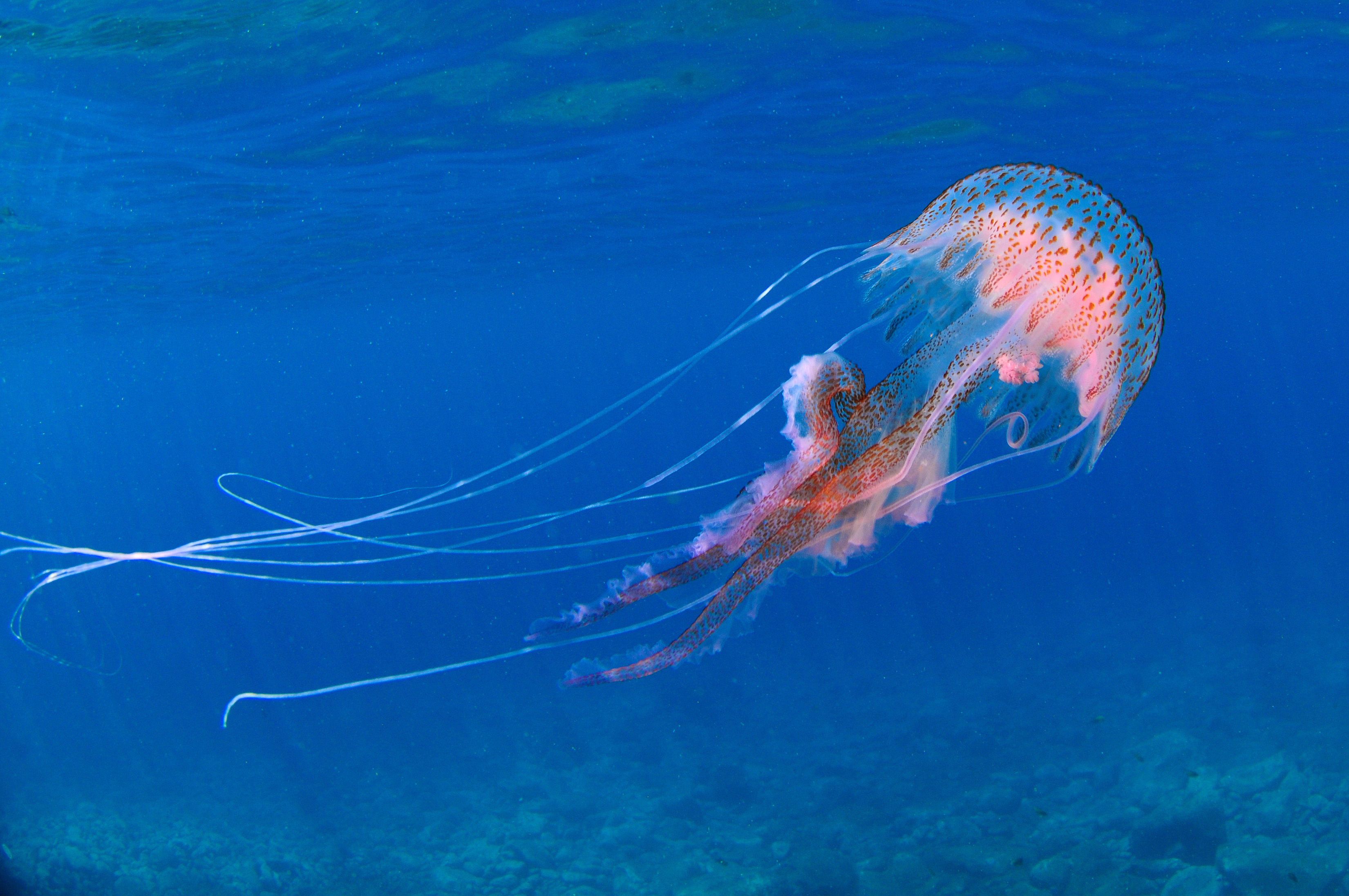 Pelagia noctiluca.