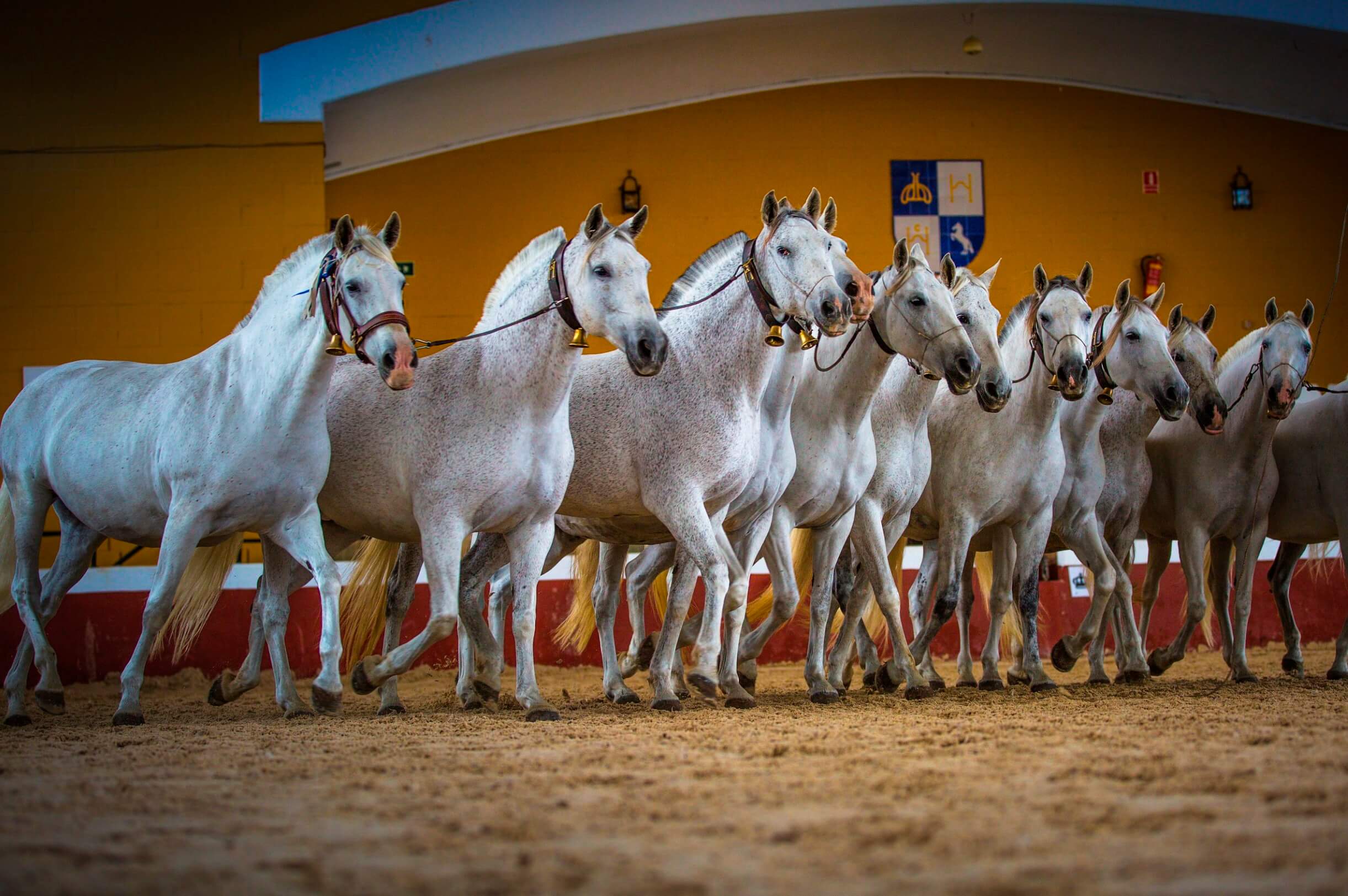 Una cobra de yeguas cartujanas en el picadero del Hierro del Bocado. 