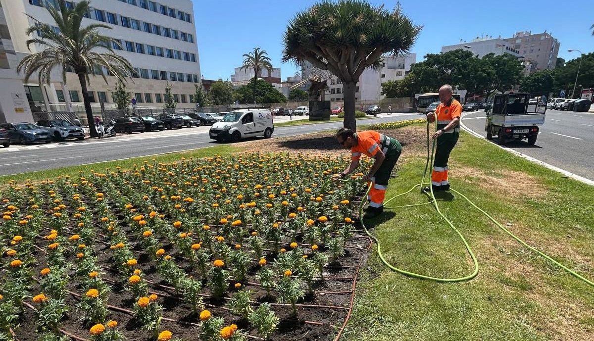 Plantación en Cádiz flores