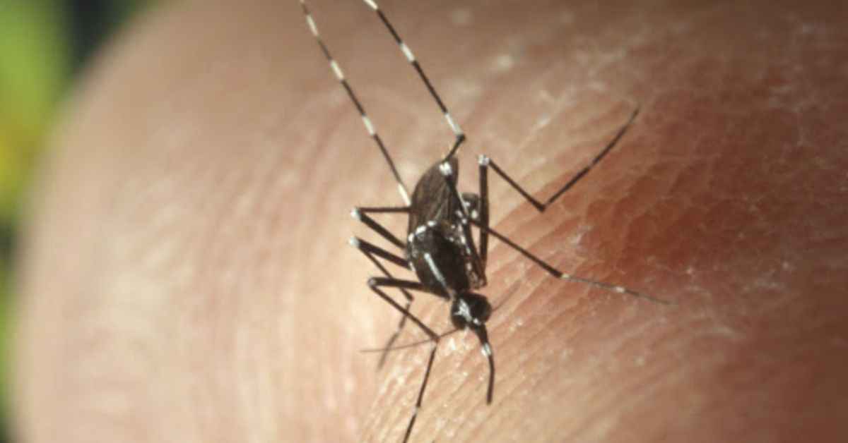 Una imagen del mosquito de Japón.