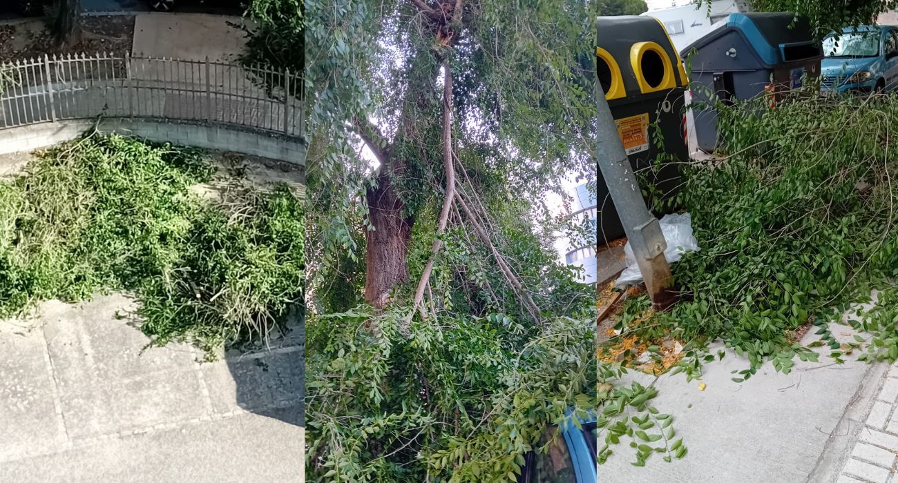 Ramas que se han caído en los últimos tiempos en las calles referidas.