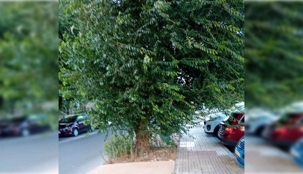 El tamaño de las ramas impide que se pueda caminar por la acera.