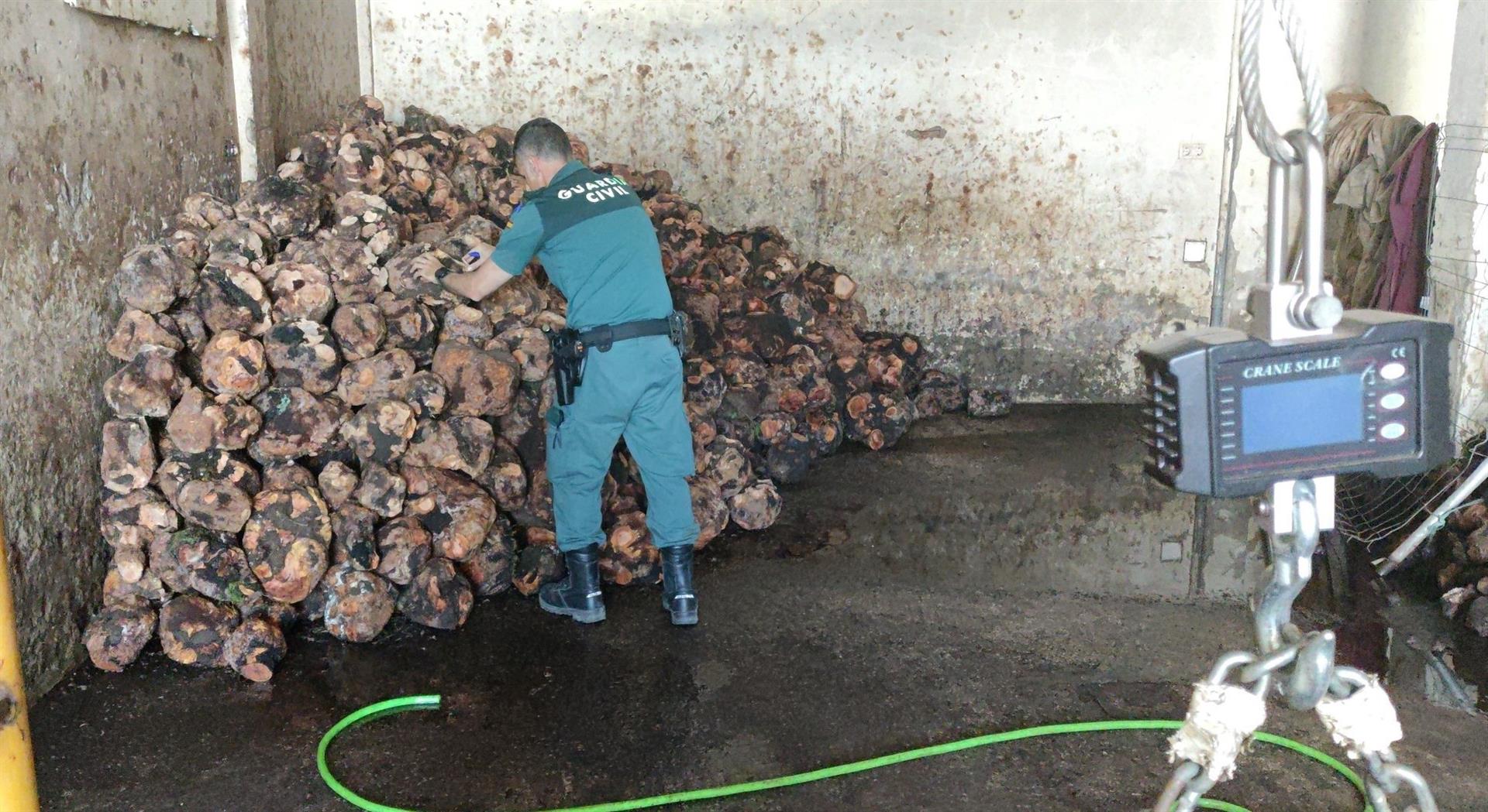 Un agente con las cepas de brezo.