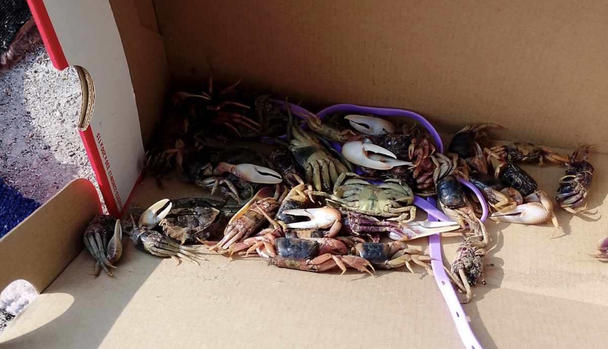 Interior de la caja encontrada por un vecino