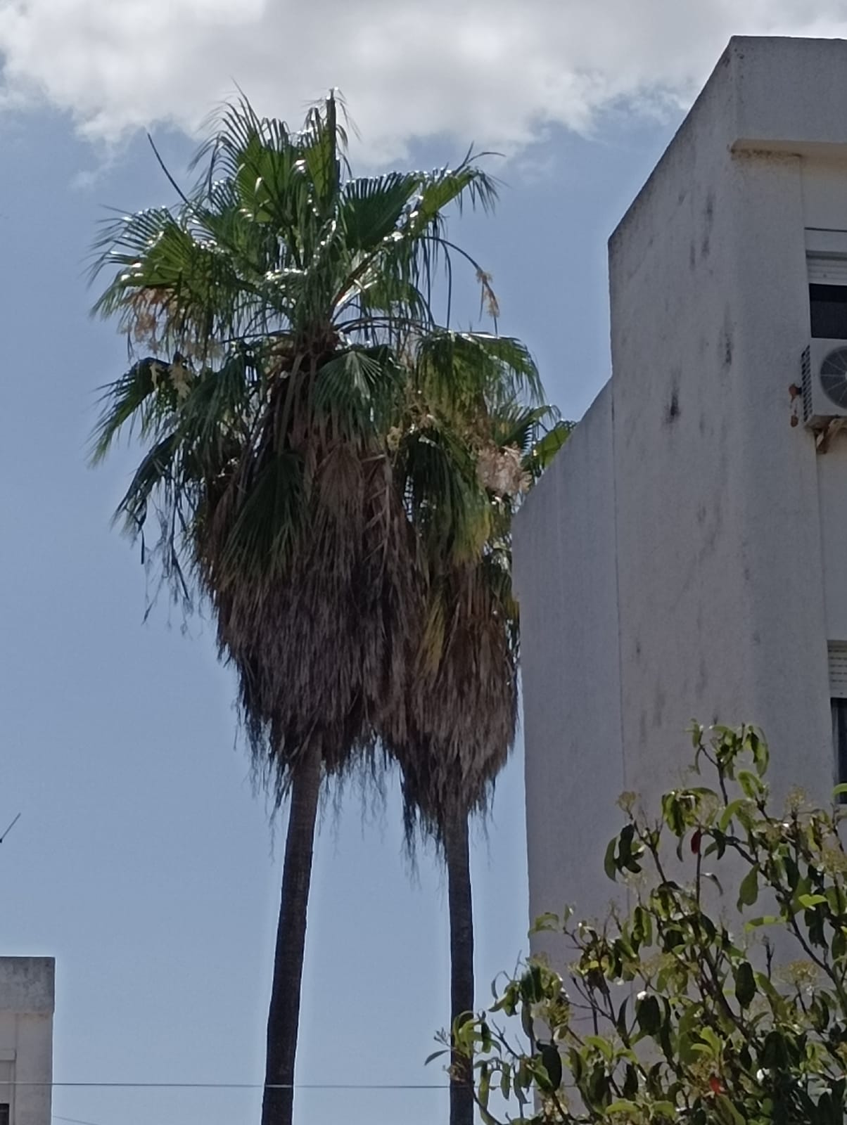 Una de las palmeras que no se podan.