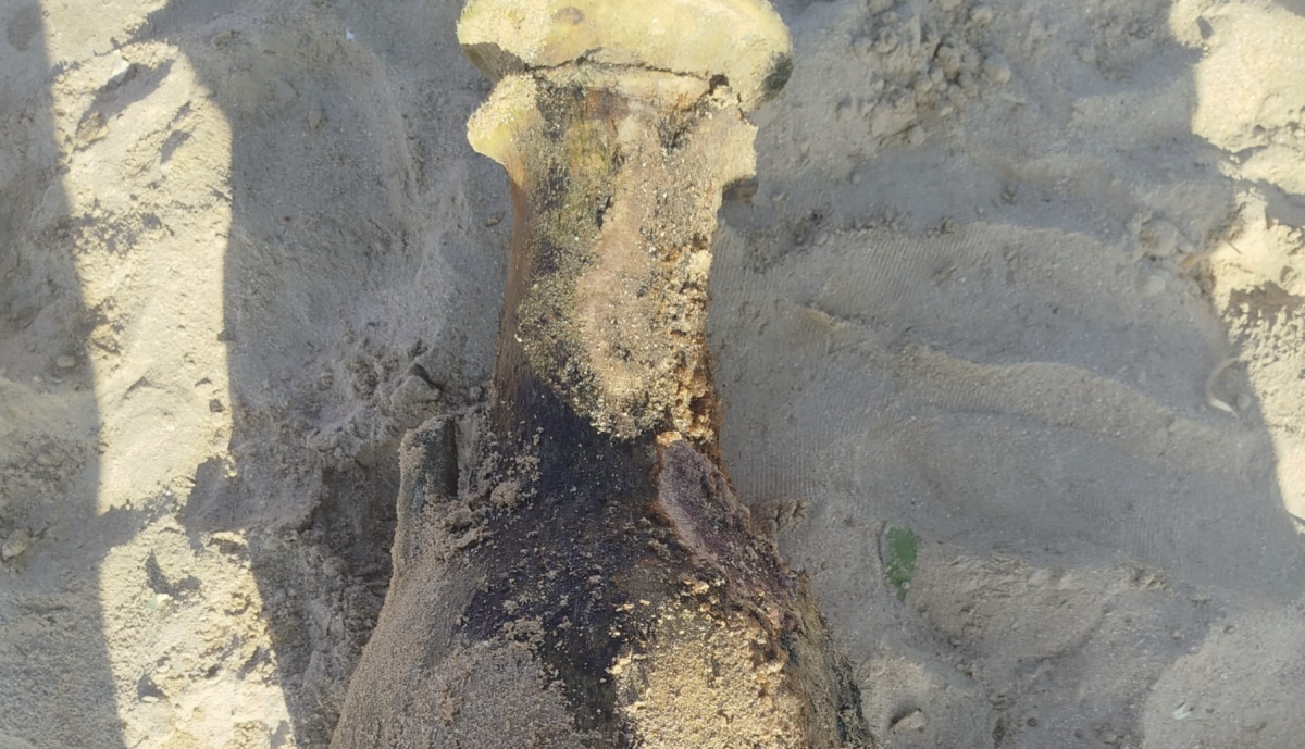 Detalle del objeto encontrado