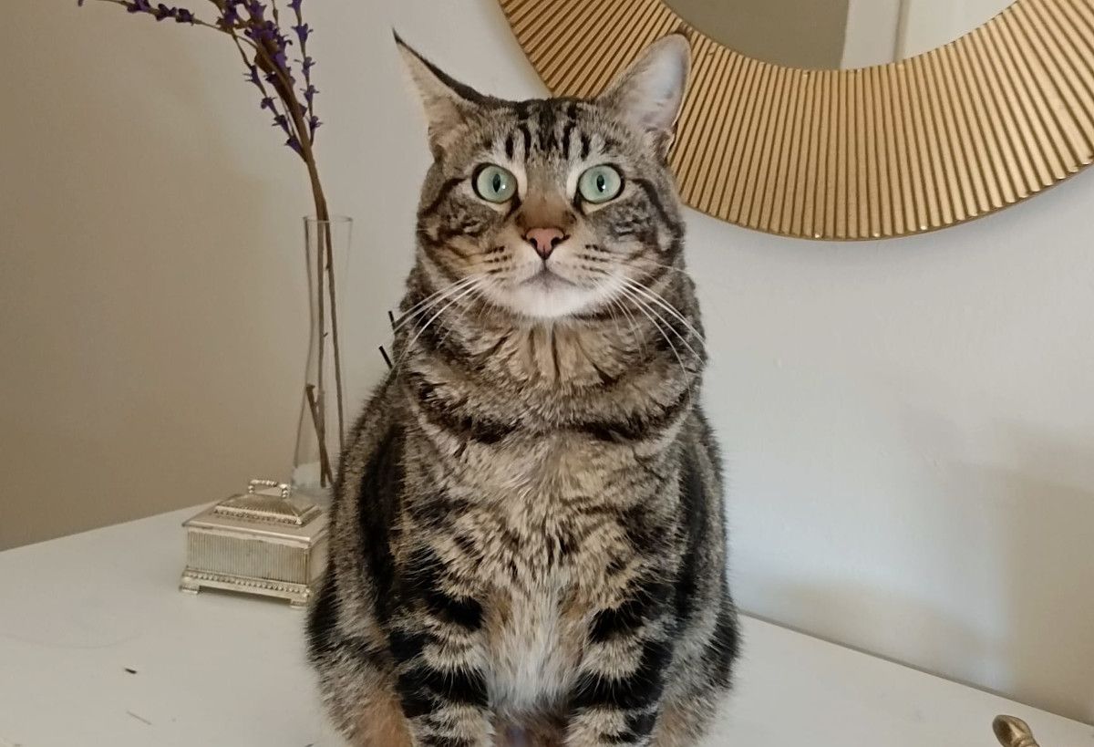 Rey, gato desaparecido en Casines, en Puerto Real.