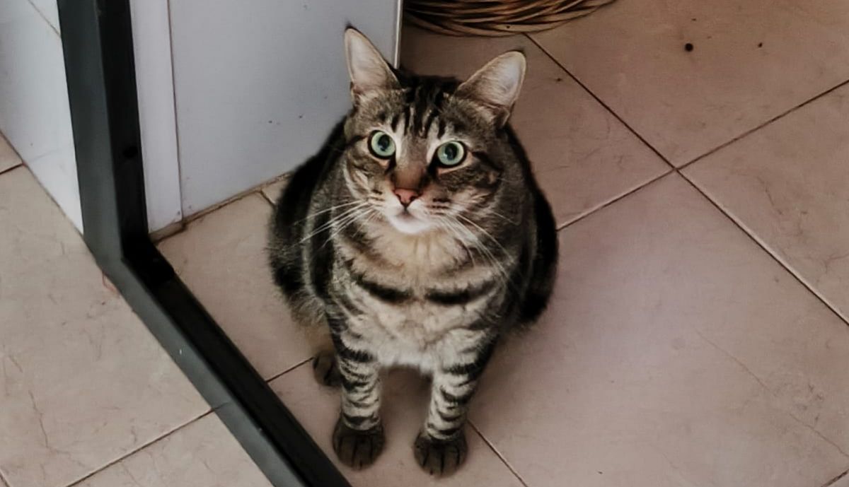 Gato perdido en Puerto Real