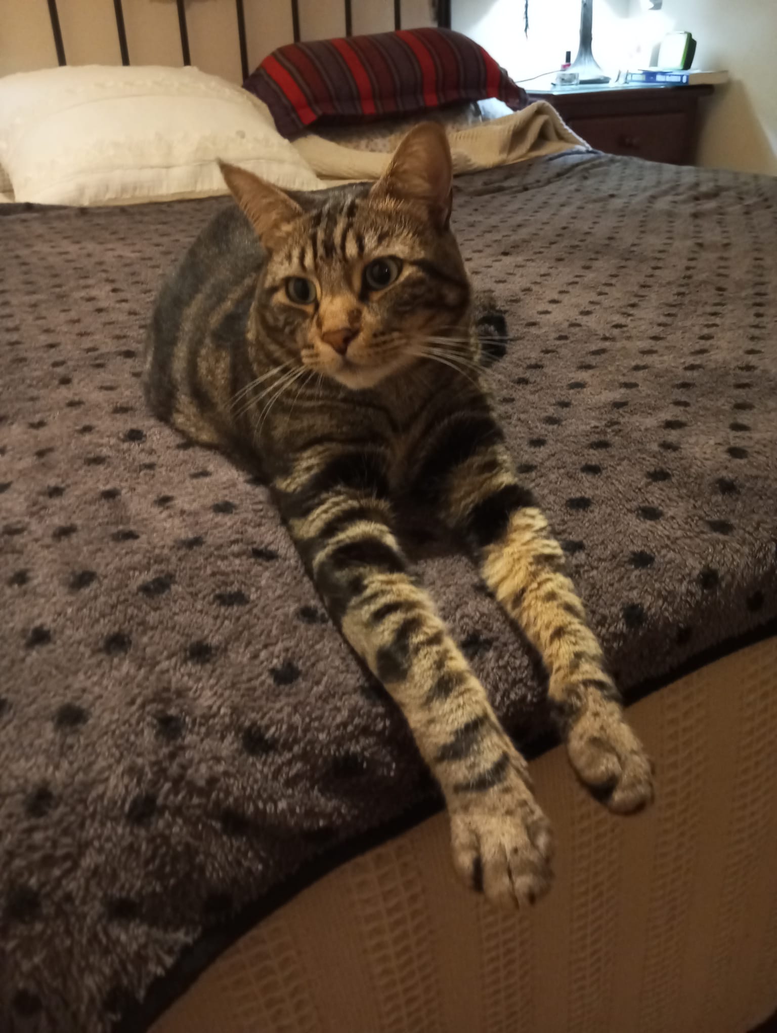 Rey, perdido en Puerto Real