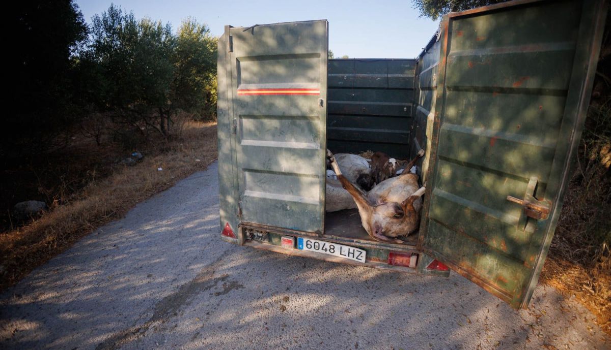 Traslado de ovejas muertas por lengua azul.