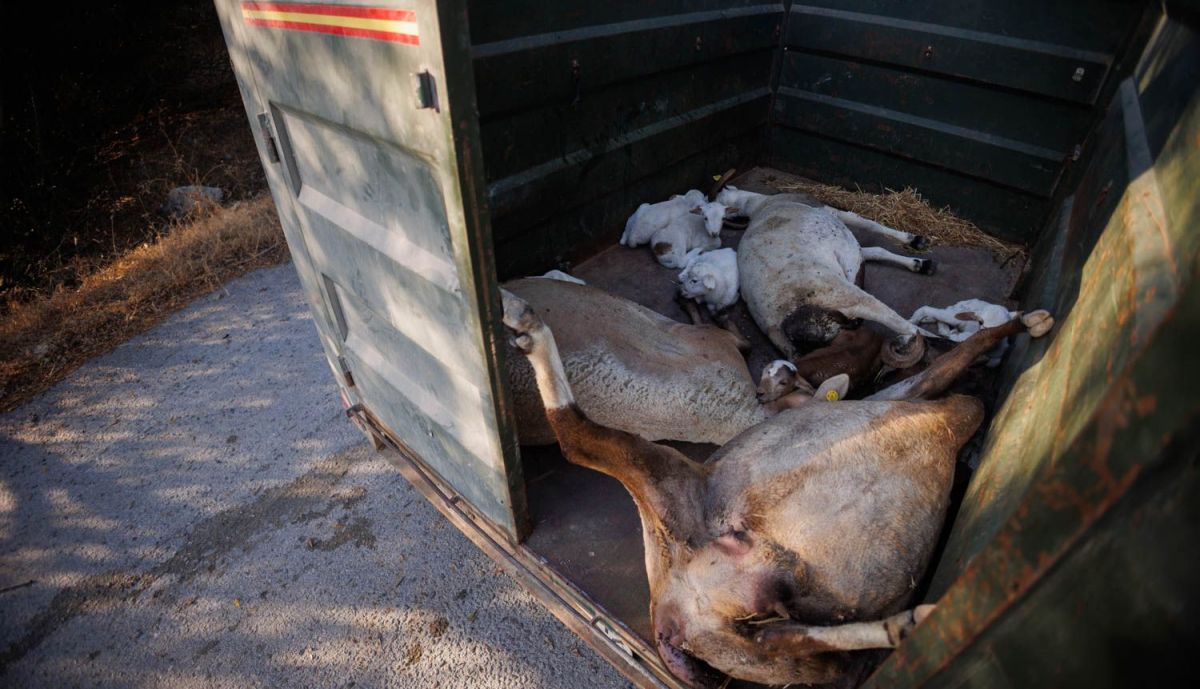 Ovejas muertas a causa de la lengua azul.