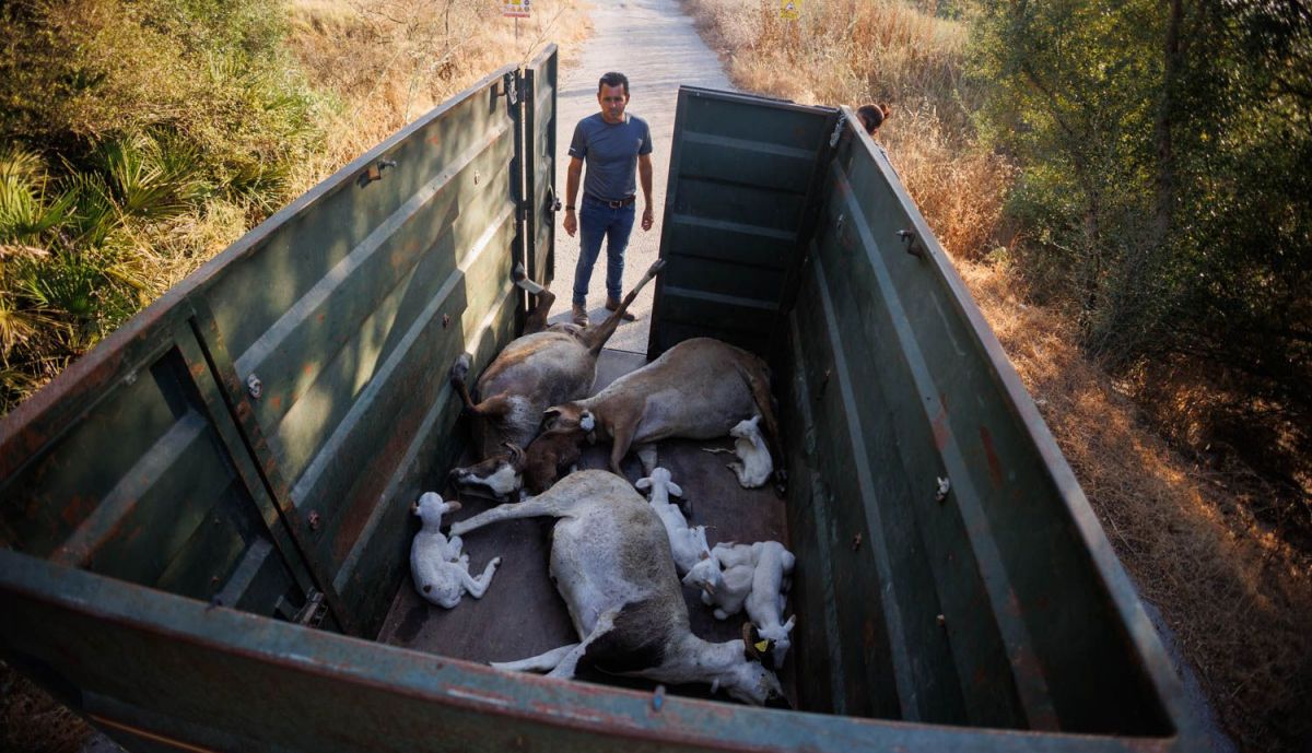 OVEJAS LENGUA AZUL LA INA 4