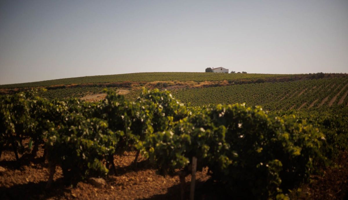 VIÑA VIEJA MARCO DE JEREZ VENDIMIA 2025 VID UVA 01